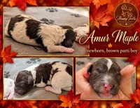 Amur AKC, a male Poodle - Miniature  for sale in Sterling, NE – 1 of 1