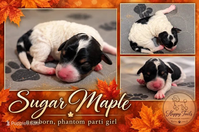 Sugar AKC – Poodle - Miniature  puppy for sale in Sterling, NE