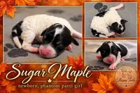 Sugar AKC, a female Poodle - Miniature  for sale in Sterling, NE – 1 of 1