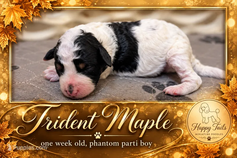 Trident AKC – Poodle - Miniature  puppy for sale in Sterling, NE