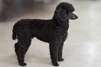 Thor AKC, a male Poodle - Miniature  for sale in Sterling, NE – 4 of 4