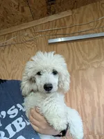 Storm - full AKC, a female Poodle - Miniature  for sale in Sterling, NE – 3 of 3