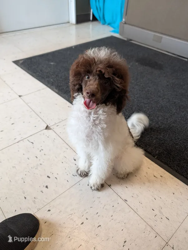 Larry AKC – Poodle - Miniature  puppy for sale in Sterling, NE