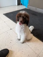 Larry AKC, a male Poodle - Miniature  for sale in Sterling, NE – 3 of 4