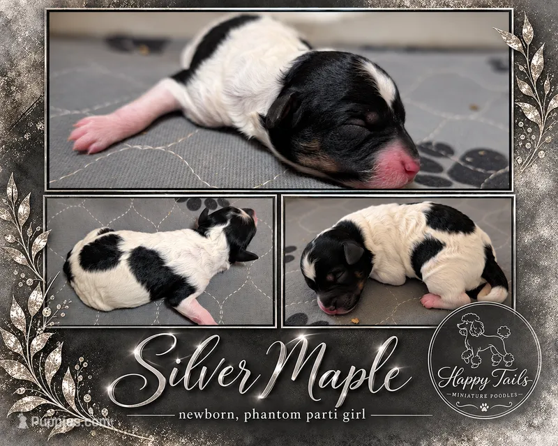 Silver AKC – Poodle - Miniature  puppy for sale in Sterling, NE