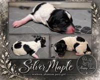 Silver AKC, a female Poodle - Miniature  for sale in Sterling, NE – 1 of 1