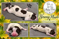 Norway AKC, a male Poodle - Miniature  for sale in Sterling, NE – 1 of 1