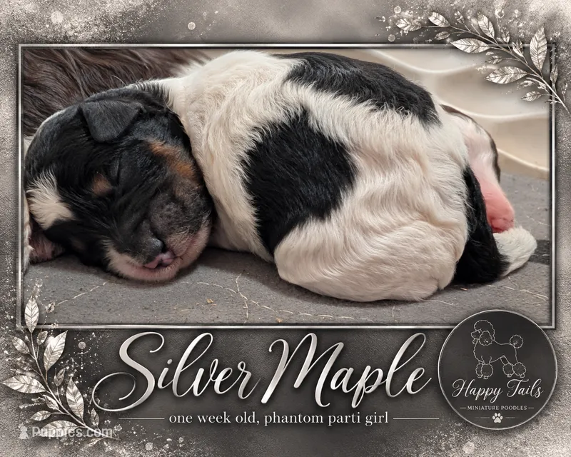 Silver AKC – Poodle - Miniature  puppy for sale in Sterling, NE