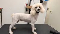Storm - full AKC, a female Poodle - Miniature  for sale in Sterling, NE – 2 of 3