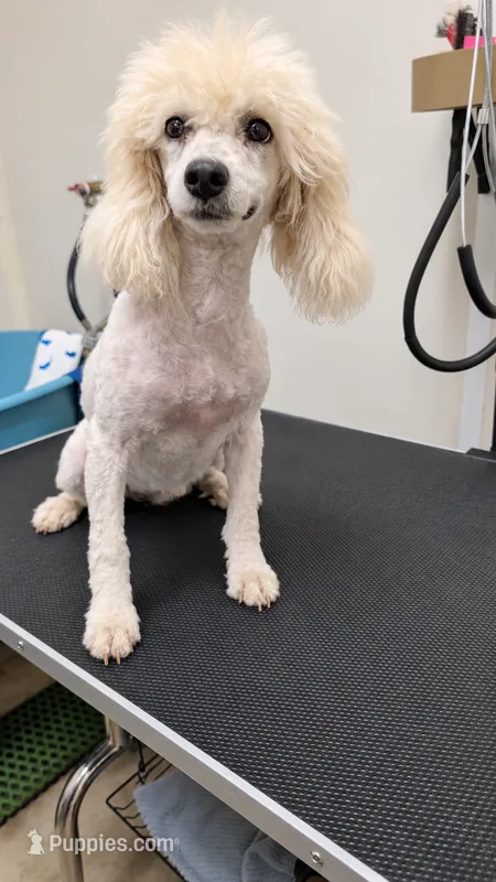 Storm - full AKC – Poodle - Miniature  puppy for sale in Sterling, NE