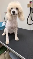 Storm - full AKC, a female Poodle - Miniature  for sale in Sterling, NE – 1 of 3