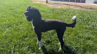 Cheyenne full AKC, a female Poodle - Multi-Colored Standard for sale in Sterling, NE – 3 of 3