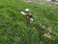 Larry AKC, a male Poodle - Miniature  for sale in Sterling, NE – 4 of 4