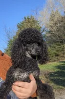 Thor AKC, a male Poodle - Miniature  for sale in Sterling, NE – 2 of 4