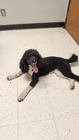 Cheyenne full AKC, a female Poodle - Multi-Colored Standard for sale in Sterling, NE – 2 of 3