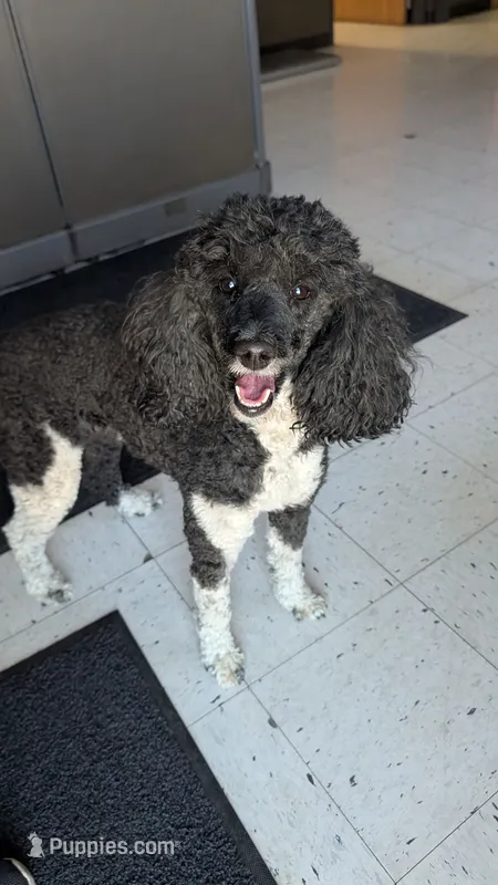 Cheyenne full AKC, a female Poodle - Multi-Colored Standard for sale in Sterling, NE – 1 of 3