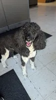 Cheyenne full AKC, a female Poodle - Multi-Colored Standard for sale in Sterling, NE – 1 of 3