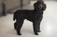 Thor AKC, a male Poodle - Miniature  for sale in Sterling, NE – 3 of 4