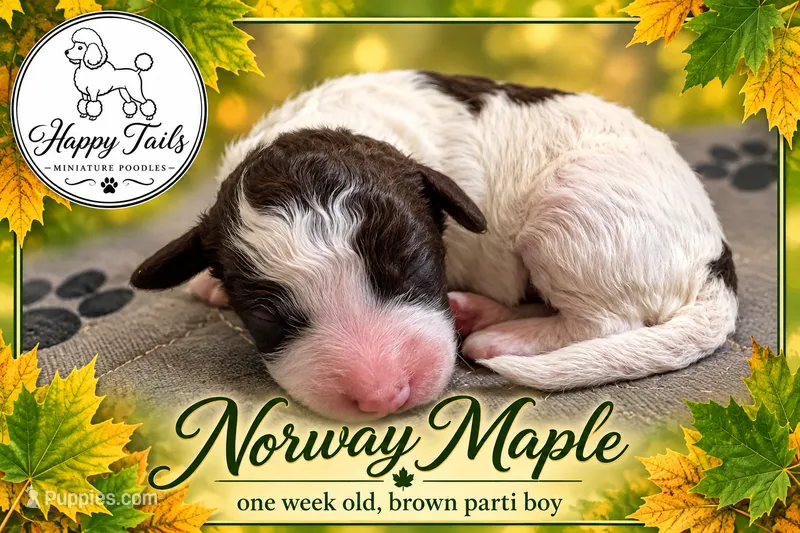 Norway AKC – Poodle - Miniature  puppy for sale in Sterling, NE
