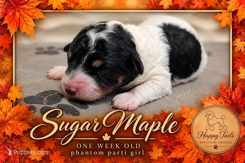 Sugar AKC – Poodle - Miniature  puppy for sale in Sterling, NE