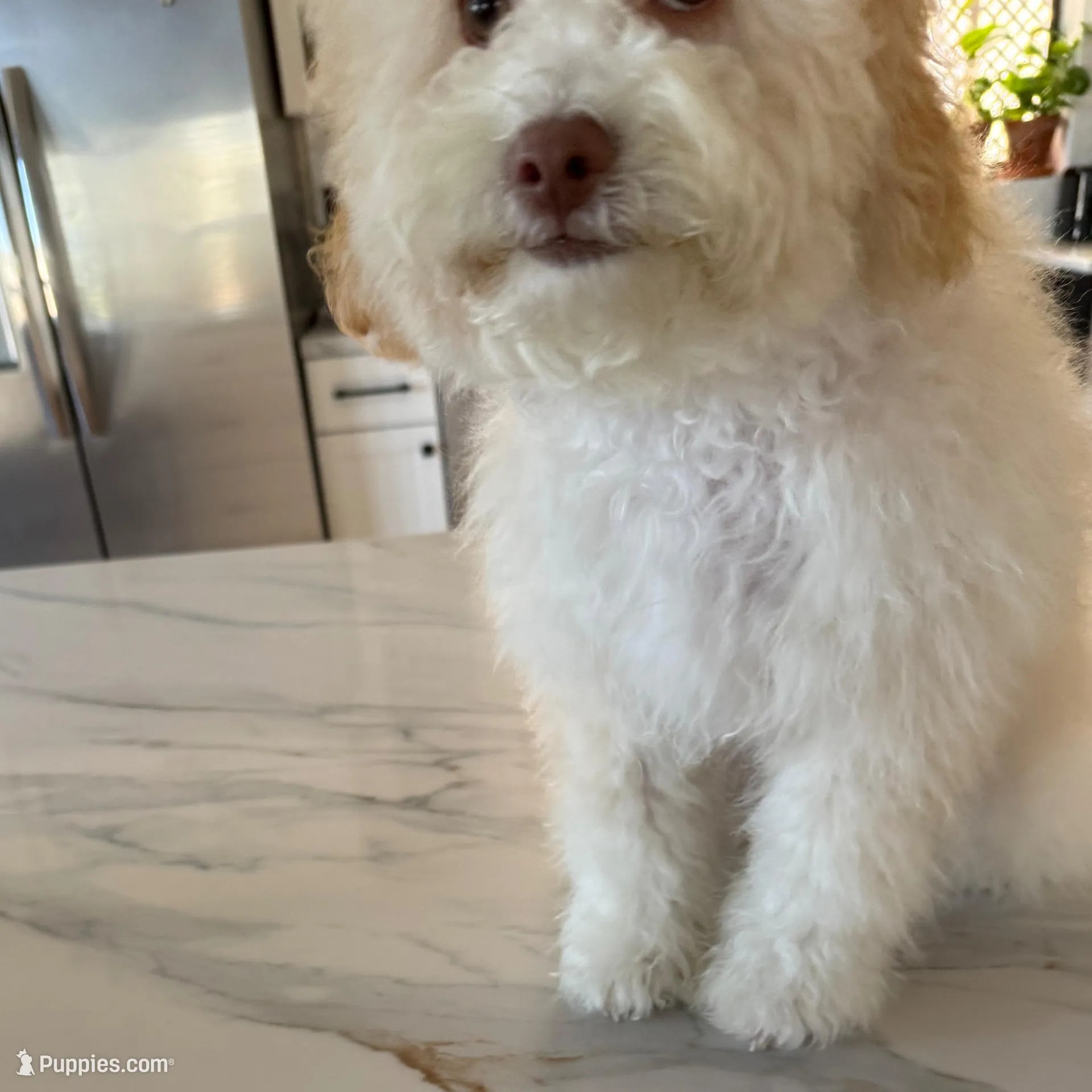 Coco Chanel La Pooch, a female Maltipoo for sale in Carlsbad, CA – Photo 3 of 6