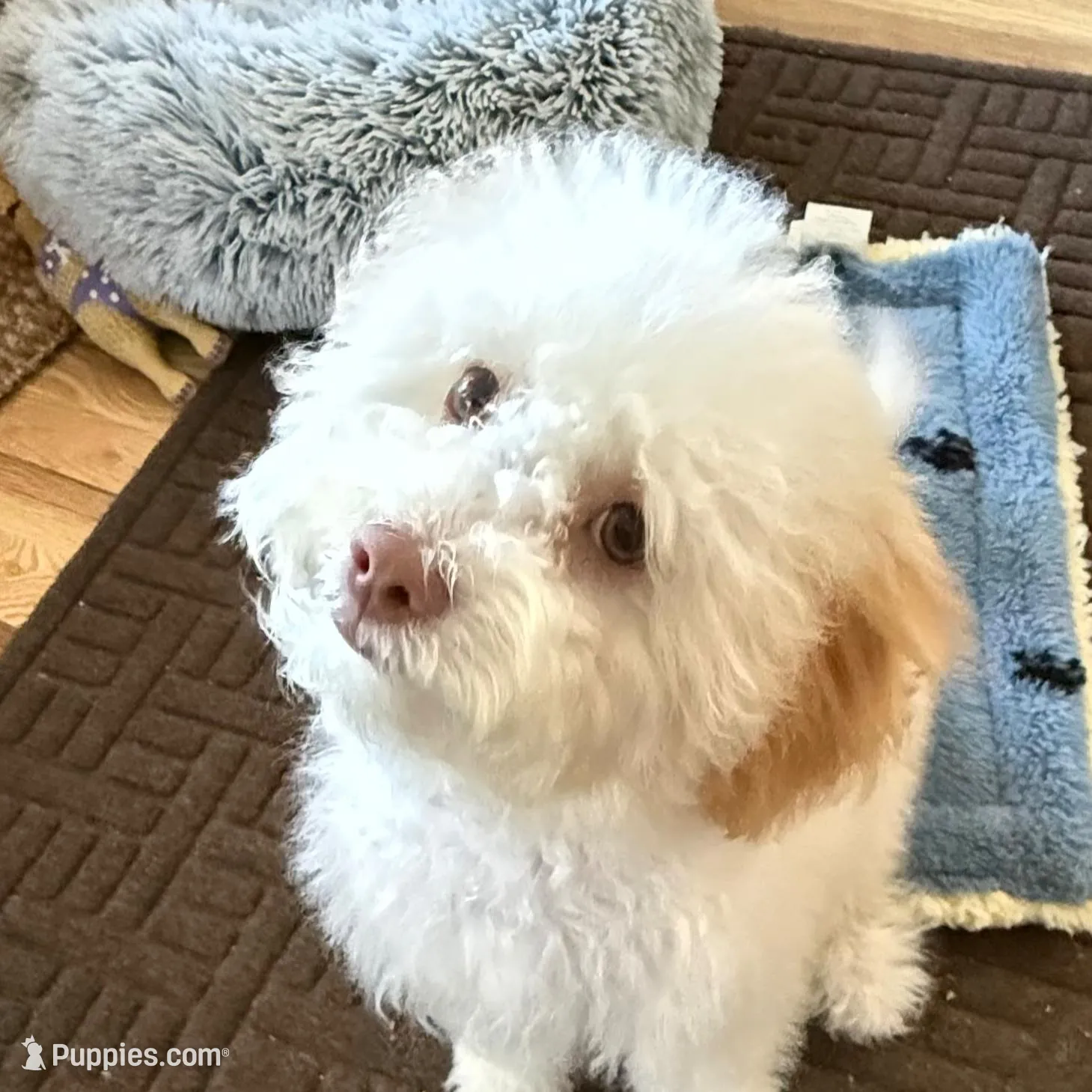 Coco Chanel La Pooch