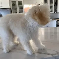 Coco Chanel La Pooch, a female Maltipoo for sale in Carlsbad, CA – Photo 4 of 6