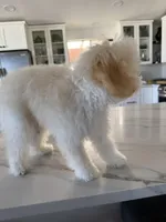 Coco Chanel La Pooch, a female Maltipoo for sale in Carlsbad, CA – Photo 4 of 6