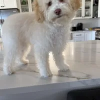 Coco Chanel La Pooch, a female Maltipoo for sale in Carlsbad, CA – Photo 6 of 6