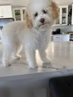 Coco Chanel La Pooch, a female Maltipoo for sale in Carlsbad, CA – Photo 6 of 6