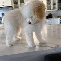 Coco Chanel La Pooch, a female Maltipoo for sale in Carlsbad, CA – Photo 5 of 6