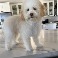 Coco Chanel La Pooch, a female Maltipoo for sale in Carlsbad, CA – Photo 2 of 6