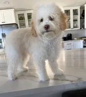 Coco Chanel La Pooch, a female Maltipoo for sale in Carlsbad, CA – Photo 2 of 6