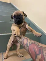 FEMALE CORSO/PIT MIX, a female American Pit Bull Terrier and Cane Corso for sale in Brooklyn, NY – 3 of 4