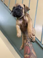 FEMALE CORSO/PIT MIX, a female American Pit Bull Terrier and Cane Corso for sale in Brooklyn, NY – 4 of 4