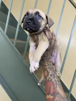 FEMALE CORSO/PIT MIX, a female American Pit Bull Terrier and Cane Corso for sale in Brooklyn, NY – 1 of 4