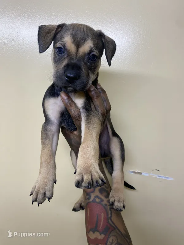 FEMALE CORSO/PIT MIX – American Pit Bull Terrier, Cane Corso puppy for sale in Brooklyn, NY