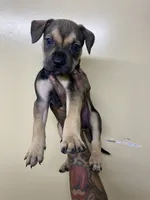 FEMALE CORSO/PIT MIX, a female American Pit Bull Terrier and Cane Corso for sale in Brooklyn, NY – 1 of 4