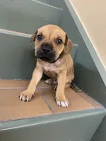 MALE CORSO/PIT MIX, a male American Pit Bull Terrier and Cane Corso for sale in Brooklyn, NY – 2 of 4