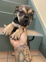 FEMALE CORSO/PIT MIX, a female American Pit Bull Terrier and Cane Corso for sale in Brooklyn, NY – 3 of 4
