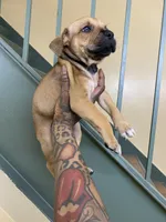 MALE CORSO/PIT MIX, a male American Pit Bull Terrier and Cane Corso for sale in Brooklyn, NY – 1 of 4
