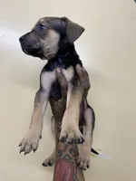 FEMALE CORSO/PIT MIX, a female American Pit Bull Terrier and Cane Corso for sale in Brooklyn, NY – 4 of 4