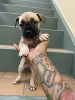 FEMALE CORSO/PIT MIX, a female American Pit Bull Terrier and Cane Corso for sale in Brooklyn, NY – 3 of 4