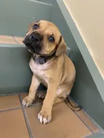 MALE CORSO/PIT MIX, a male American Pit Bull Terrier and Cane Corso for sale in Brooklyn, NY – 3 of 4