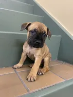 FEMALE CORSO/PIT MIX, a female American Pit Bull Terrier and Cane Corso for sale in Brooklyn, NY – 1 of 4