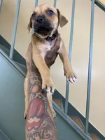 MALE CORSO/PIT MIX, a male American Pit Bull Terrier and Cane Corso for sale in Brooklyn, NY – 4 of 4
