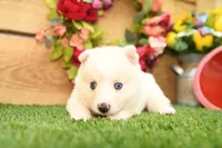 Della, a male Pomsky for sale in Arthur, IL – 6 of 9