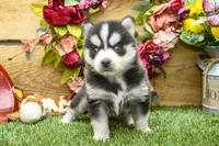 Elliot, a male Pomsky for sale in Arthur, IL – 2 of 8