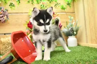 Edwin, a male Pomsky for sale in Arthur, IL – 6 of 10