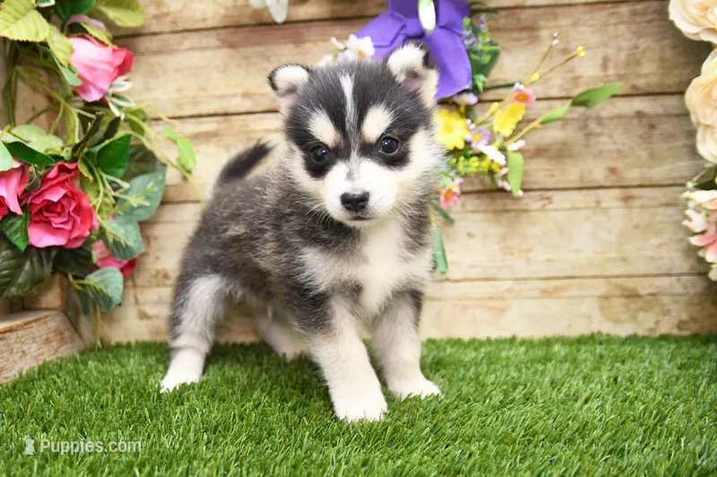 Edwin – Pomsky puppy for sale in Arthur, IL